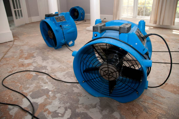 Best Mold removal after water damage  in Hemphill, TX